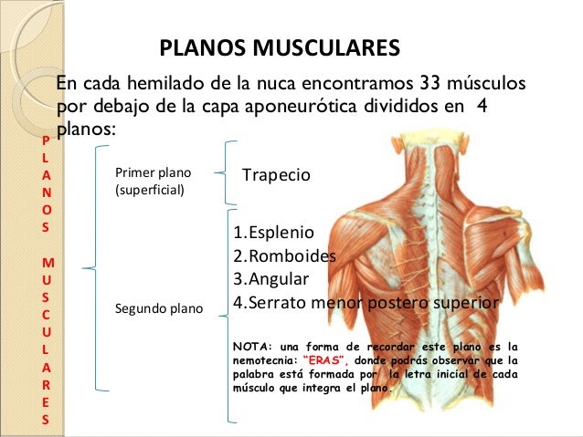De que puede estar enferma la parte inferior de los riñones